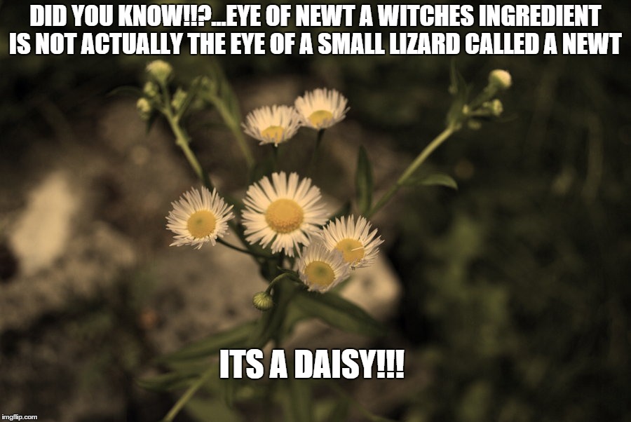 DID YOU KNOW!!?...EYE OF NEWT A WITCHES INGREDIENT IS NOT ACTUALLY THE EYE OF A SMALL LIZARD CALLED A NEWT ITS A DAISY!!! | image tagged in eye of newt | made w/ Imgflip meme maker