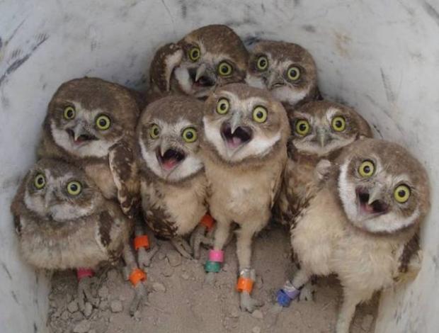 Excited Owls Blank Meme Template