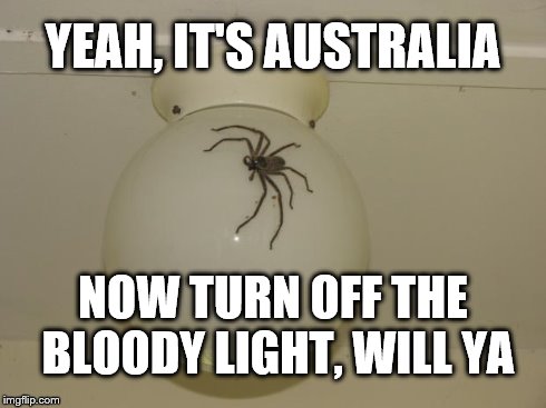 Spider Australia | YEAH, IT'S AUSTRALIA NOW TURN OFF THE BLOODY LIGHT, WILL YA | image tagged in spider,australia | made w/ Imgflip meme maker