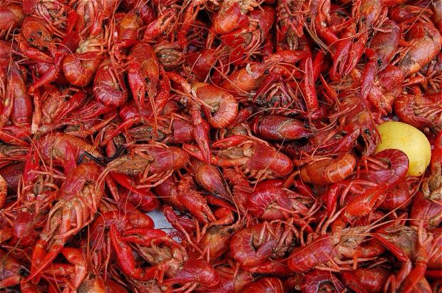 High Quality Crawfish Blank Meme Template