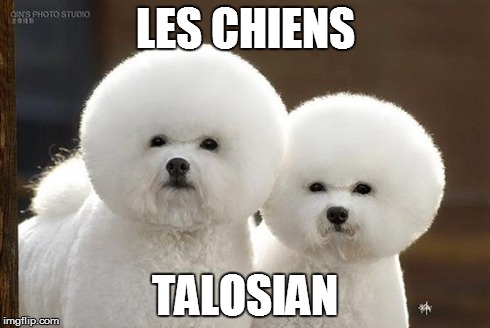 Bichon Frise | LES CHIENS TALOSIAN | image tagged in bichon frise | made w/ Imgflip meme maker