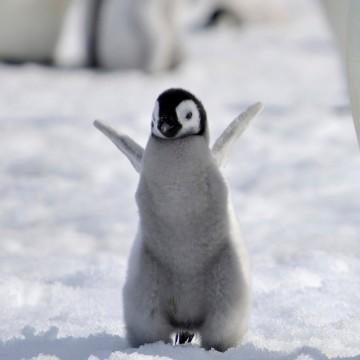 Happy penguin Blank Meme Template