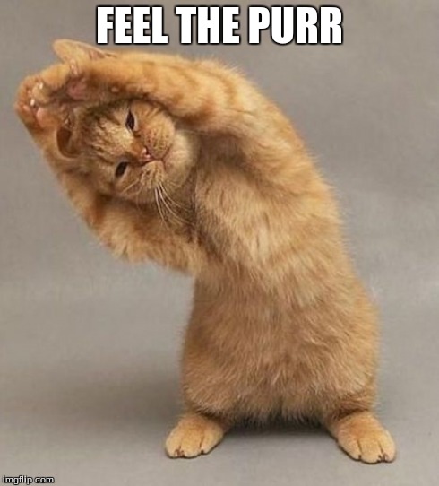 feel the burn kitty | FEEL THE PURR | image tagged in cats,memes,funny memes,cute,kittens,adorable | made w/ Imgflip meme maker