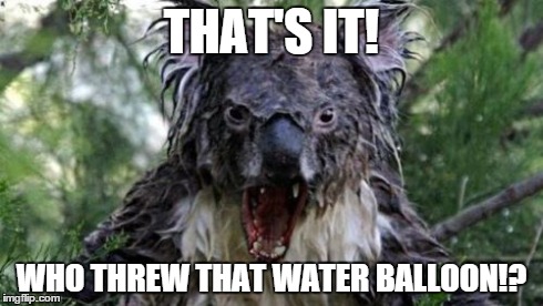Wet Koala | THAT'S IT! WHO THREW THAT WATER BALLOON!? | image tagged in memes,angry koala | made w/ Imgflip meme maker