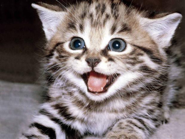 Cute Kitten Hopes Blank Meme Template