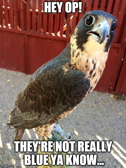 Perplexed Falcon | HEY OP! THEY'RE NOT REALLY BLUE YA KNOW... | image tagged in perplexed falcon | made w/ Imgflip meme maker