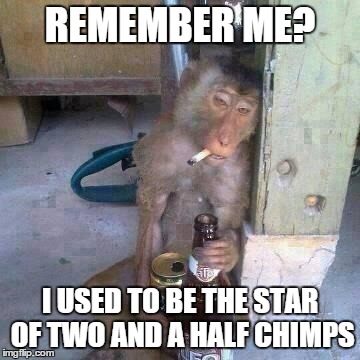 Drunken Ass monkey | REMEMBER ME? I USED TO BE THE STAR OF TWO AND A HALF CHIMPS | image tagged in drunken ass monkey | made w/ Imgflip meme maker