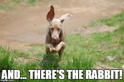 AND... THERE'S THE RABBIT! | image tagged in gotcha | made w/ Imgflip meme maker
