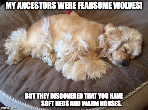 MY ANCESTORS WERE FEARSOME WOLVES! BUT THEY DISCOVERED THAT YOU HAVE SOFT BEDS AND WARM HOUSES. | image tagged in fierce wolves | made w/ Imgflip meme maker