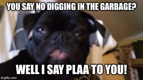 Cute pug tounge  | YOU SAY NO DIGGING IN THE GARBAGE? WELL I SAY PLAA TO YOU! | image tagged in cute,puppy | made w/ Imgflip meme maker
