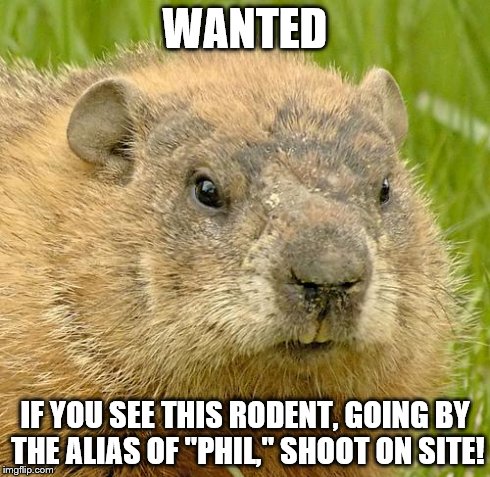 woodchuckpun | WANTED IF YOU SEE THIS RODENT, GOING BY THE ALIAS OF "PHIL," SHOOT ON SITE! | image tagged in woodchuckpun | made w/ Imgflip meme maker