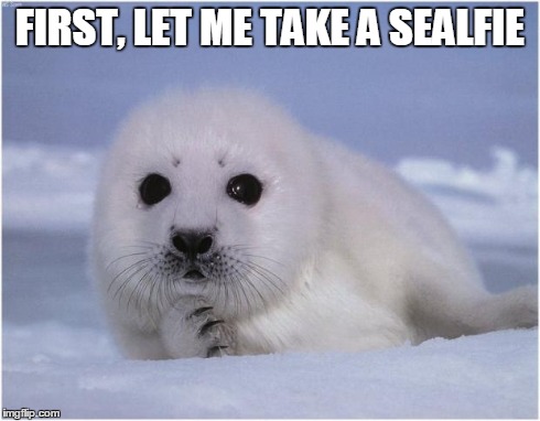 FIRST, LET ME TAKE A SEALFIE | image tagged in sealfie | made w/ Imgflip meme maker