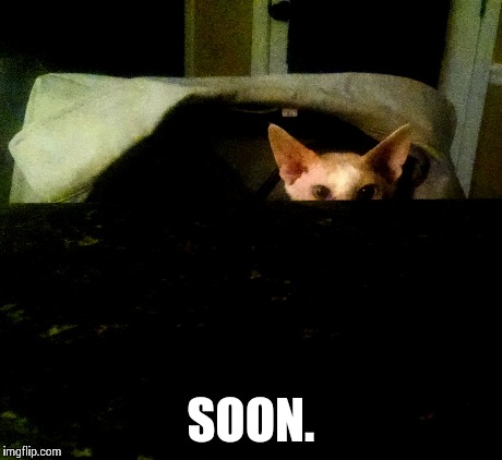 Conspiring Cat | SOON. | image tagged in soon,cats,animals | made w/ Imgflip meme maker