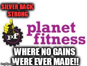 WHERE NO GAINS WERE EVER MADE!! SILVER BACK STRONG | image tagged in silverback strong | made w/ Imgflip meme maker