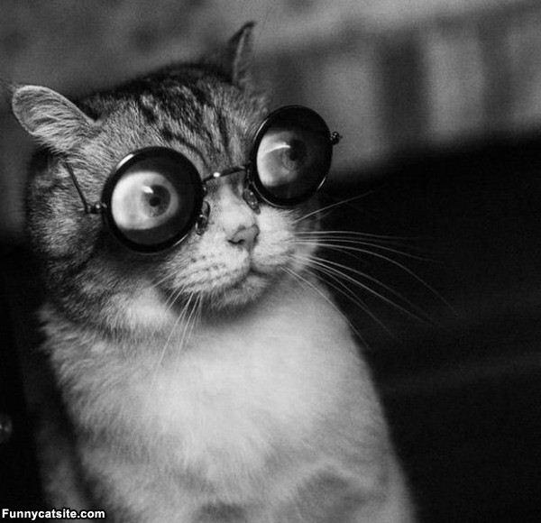 Cat with glasses Blank Meme Template