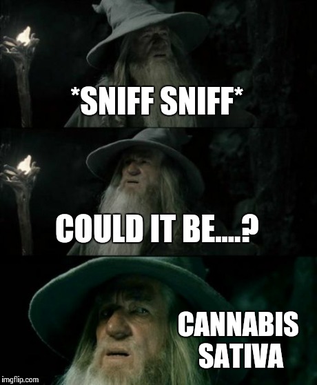 Confused Gandalf Meme | *SNIFF SNIFF* COULD IT BE....? CANNABIS SATIVA | image tagged in memes,confused gandalf | made w/ Imgflip meme maker