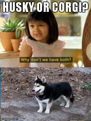 Why Not Both | HUSKY OR CORGI? | image tagged in memes,why not both | made w/ Imgflip meme maker