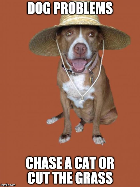 DOG PROBLEMS CHASE A CAT OR CUT THE GRASS | image tagged in pitbull_brandy_meme | made w/ Imgflip meme maker