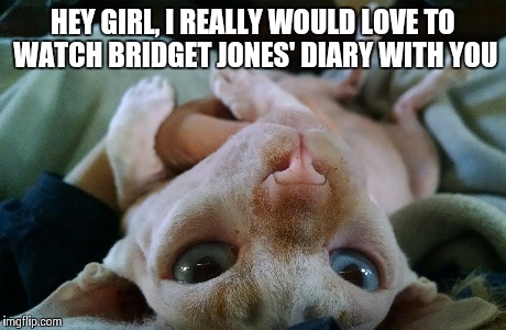Better than Gosling | HEY GIRL, I REALLY WOULD LOVE TO WATCH BRIDGET JONES' DIARY WITH YOU | image tagged in cats,funny,animals,hey girl,ryan gosling | made w/ Imgflip meme maker