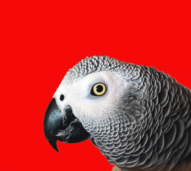 High Quality Repeating Parrot named Cishet Blank Meme Template