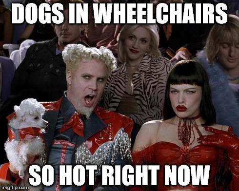 Mugatu So Hot Right Now | DOGS IN WHEELCHAIRS SO HOT RIGHT NOW | image tagged in memes,mugatu so hot right now,AdviceAnimals | made w/ Imgflip meme maker