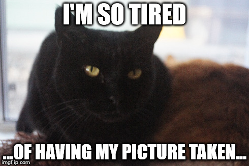 I'M SO TIRED ...OF HAVING MY PICTURE TAKEN... | image tagged in cat | made w/ Imgflip meme maker