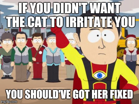 Captain Hindsight Meme | IF YOU DIDN'T WANT THE CAT TO IRRITATE YOU YOU SHOULD'VE GOT HER FIXED | image tagged in memes,captain hindsight | made w/ Imgflip meme maker