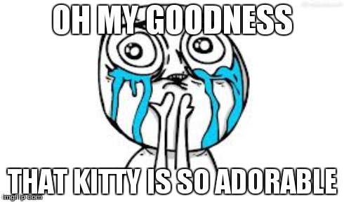 OH MY GOODNESS THAT KITTY IS SO ADORABLE | made w/ Imgflip meme maker