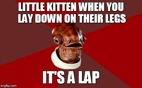 Admiral Ackbar THE Expurrt | LITTLE KITTEN WHEN YOU LAY DOWN ON THEIR LEGS IT'S A LAP | image tagged in memes,admiral ackbar relationship expert | made w/ Imgflip meme maker