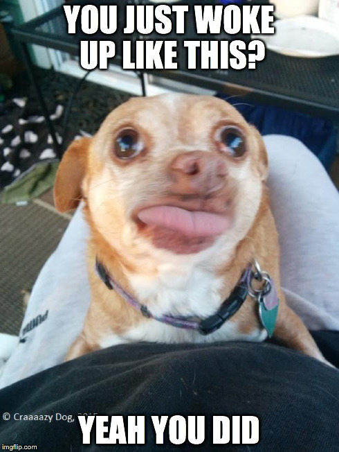 Craaazy Dog | YOU JUST WOKE UP LIKE THIS? YEAH YOU DID | image tagged in craaazy dog | made w/ Imgflip meme maker