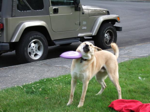 High Quality frisbee dog fail Blank Meme Template