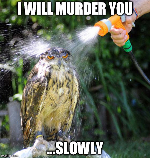 I WILL MURDER YOU ...SLOWLY | image tagged in murderous owl | made w/ Imgflip meme maker