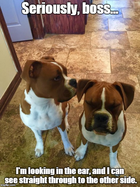 Empty | Seriously, boss... I'm looking in the ear, and I can see straight through to the other side. | image tagged in dog,funny,boxer | made w/ Imgflip meme maker