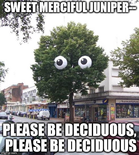 Unpoplar Tree | SWEET MERCIFUL JUNIPER-- PLEASE BE DECIDUOUS, PLEASE BE DECIDUOUS | image tagged in unpoplar tree | made w/ Imgflip meme maker