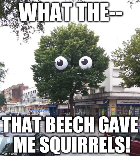 Unpoplar Tree | WHAT THE-- THAT BEECH GAVE ME SQUIRRELS! | image tagged in unpoplar tree,memes,stds,tree,eyes | made w/ Imgflip meme maker