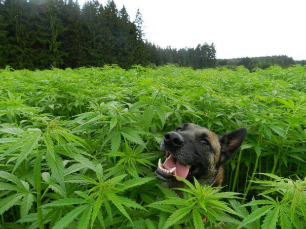 High Quality weed policedog Blank Meme Template