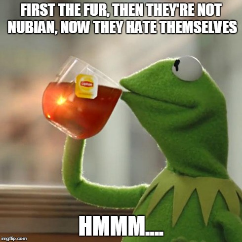 But That's None Of My Business | FIRST THE FUR, THEN THEY'RE NOT NUBIAN, NOW THEY HATE THEMSELVES HMMM.... | image tagged in memes,but thats none of my business,kermit the frog | made w/ Imgflip meme maker