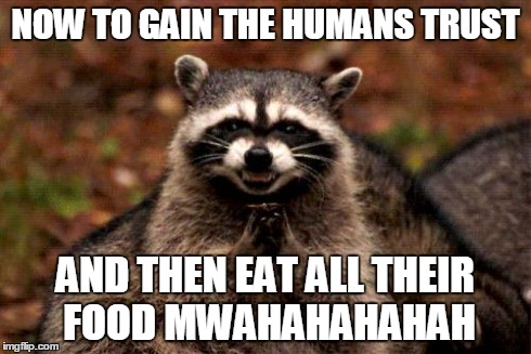 Evil Plotting Raccoon Meme | NOW TO GAIN THE HUMANS TRUST AND THEN EAT ALL THEIR FOOD MWAHAHAHAHAH | image tagged in memes,evil plotting raccoon | made w/ Imgflip meme maker