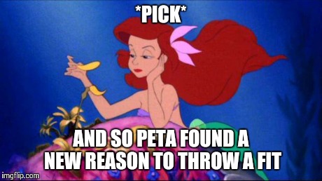 *PICK* AND SO PETA FOUND A NEW REASON TO THROW A FIT | image tagged in activists | made w/ Imgflip meme maker
