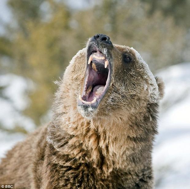 Grizzly Bear Blank Meme Template