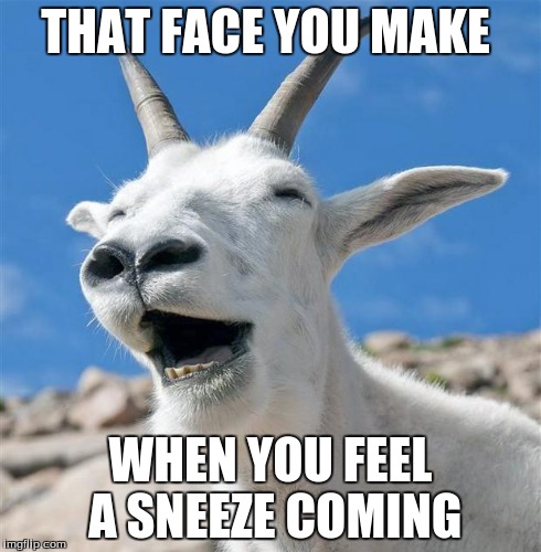 Laughing Goat | THAT FACE YOU MAKE WHEN YOU FEEL A SNEEZE COMING | image tagged in memes,laughing goat | made w/ Imgflip meme maker