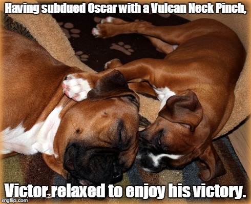 Vulcan Boxers | Having subdued Oscar with a Vulcan Neck Pinch, Victor relaxed to enjoy his victory. | image tagged in dog,vulcan,funny | made w/ Imgflip meme maker