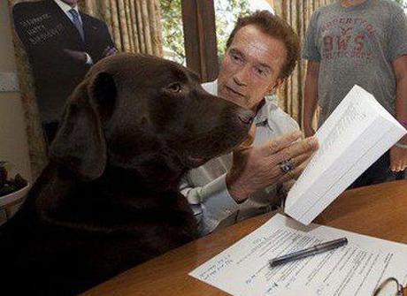 Arnold and Dog Blank Meme Template