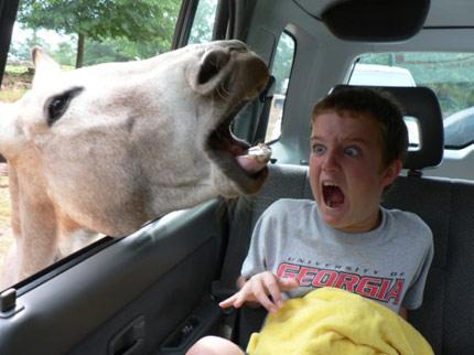 BEafraidofthehorse Blank Meme Template