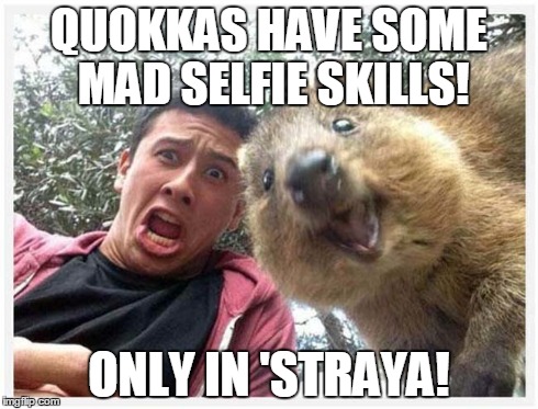 only in 'straya! | QUOKKAS HAVE SOME MAD SELFIE SKILLS! ONLY IN 'STRAYA! | image tagged in australia | made w/ Imgflip meme maker