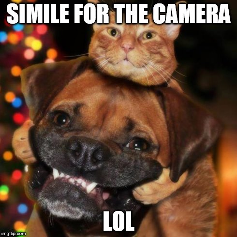 dogs an cats | SIMILE FOR THE CAMERA LOL | image tagged in dogs an cats | made w/ Imgflip meme maker