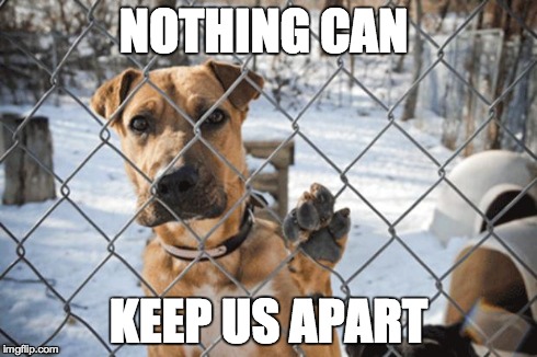 NOTHING CAN KEEP US APART | image tagged in dog fence | made w/ Imgflip meme maker