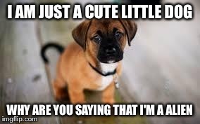 Cute dog | I AM JUST A CUTE LITTLE DOG WHY ARE YOU SAYING THAT I'M A ALIEN | image tagged in cute dog | made w/ Imgflip meme maker