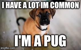 Cute dog | I HAVE A LOT IM COMMON I'M A PUG | image tagged in cute dog | made w/ Imgflip meme maker
