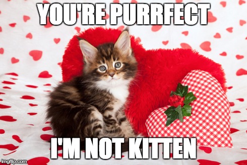 YOU'RE PURRFECT I'M NOT KITTEN | made w/ Imgflip meme maker